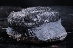 Трилобит Drotops megalomanicus