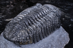 Трилобит Drotops megalomanicus