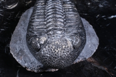 Трилобит Drotops megalomanicus