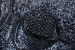 Трилобит Drotops megalomanicus