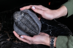 Трилобит Drotops megalomanicus