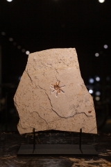 Тарантул Lycosa sp.