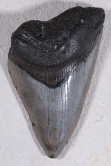 Зуб мегалодона 10,5 см