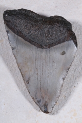 Зуб мегалодона 10,5 см