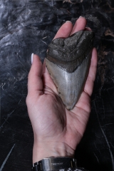 Зуб мегалодона 10,5 см