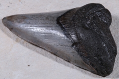 Зуб мегалодона 10,5 см