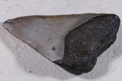 Зуб мегалодона 10,5 см