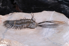 Трилобит Walliserops sp.