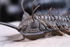 Трилобит Walliserops sp.
