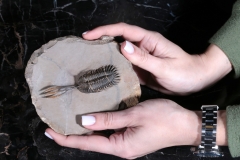Трилобит Walliserops sp.