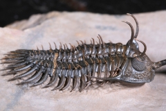 Трилобит Walliserops sp.