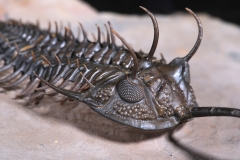 Трилобит Walliserops sp.