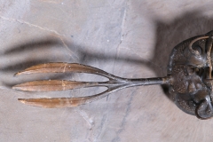 Трилобит Walliserops sp.