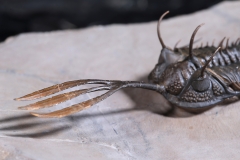 Трилобит Walliserops sp.