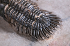 Трилобит Walliserops sp.