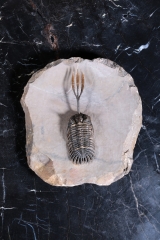 Трилобит Walliserops sp.
