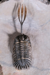 Трилобит Walliserops sp.
