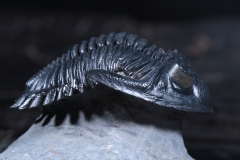 Трилобит Hollardops sp.