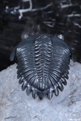 Трилобит Hollardops sp.