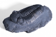 Трилобит Phacops sp.