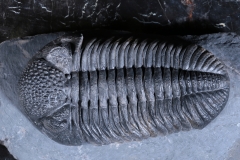 Трилобит Phacops sp.