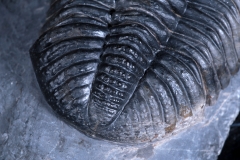 Трилобит Phacops sp.
