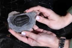 Трилобит Pedinopariops vagabundus