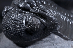 Трилобит Pedinopariops vagabundus