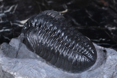 Трилобит Pedinopariops vagabundus