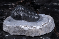 Трилобит Pedinopariops vagabundus