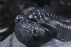 Трилобит Pedinopariops vagabundus
