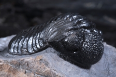 Трилобит Pedinopariops vagabundus