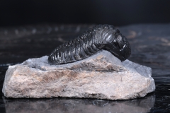 Трилобит Pedinopariops vagabundus