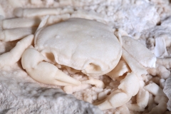 Краб Potamon potamios