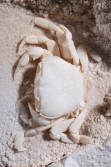 Краб Potamon potamios