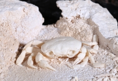 Краб Potamon potamios