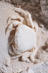 Краб Potamon potamios