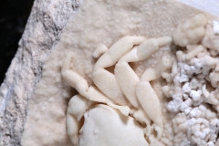 Краб Potamon potamios