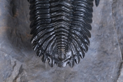 Трилобит Hollardops burtandmimiae