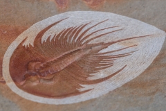 Трилобит Olenellus fowleri