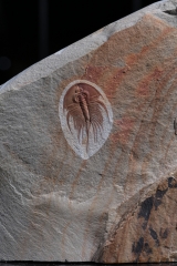 Трилобит Olenellus fowleri
