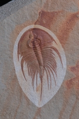 Трилобит Olenellus fowleri