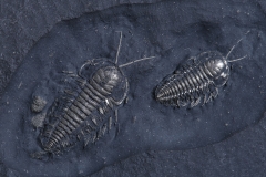 Трилобиты Triarthrus eatoni