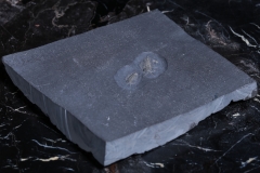 Трилобиты Triarthrus eatoni