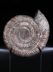 Аммонит Speetoniceras Versicolor