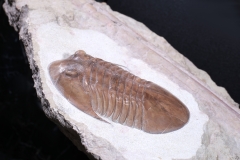 Трилобит Asaphus platyurus