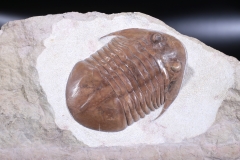 Трилобит Asaphus platyurus