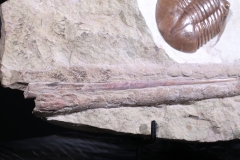 Трилобит Asaphus platyurus