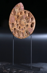 Аммонит Perisphinctes sp. 