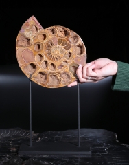 Аммонит Perisphinctes sp. 